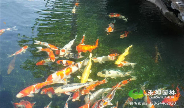 魚(yú)池水質(zhì)處理后圖片