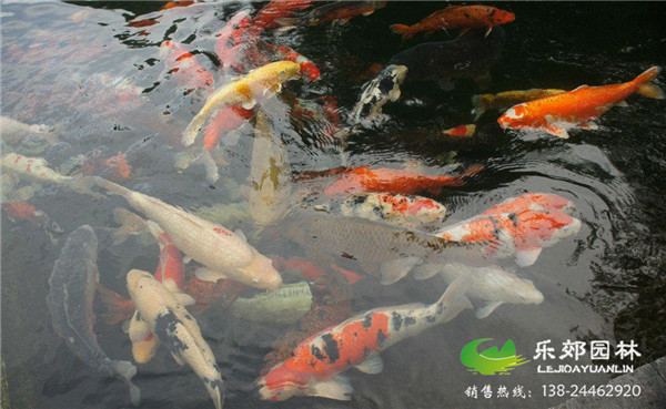 錦鯉魚(yú)池實(shí)景圖