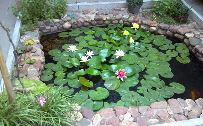魚(yú)池種上幾棵睡蓮的圖片