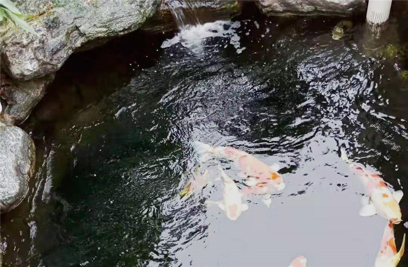 庭院魚(yú)池假山設計制作實(shí)景圖2