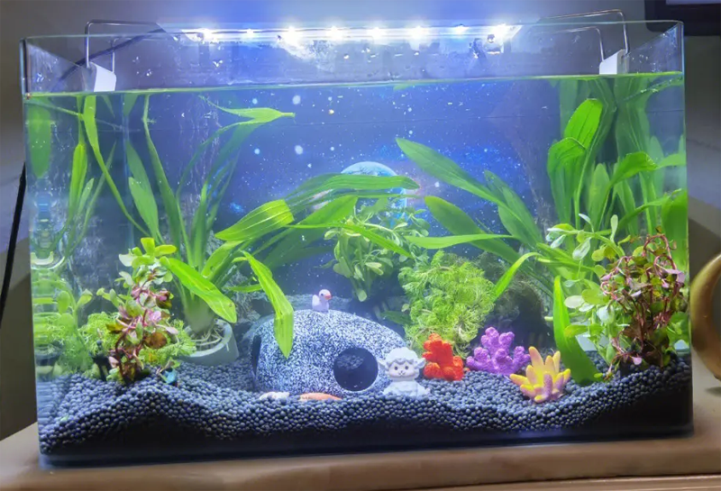 家用魚(yú)缸養魚(yú)的圖片2
