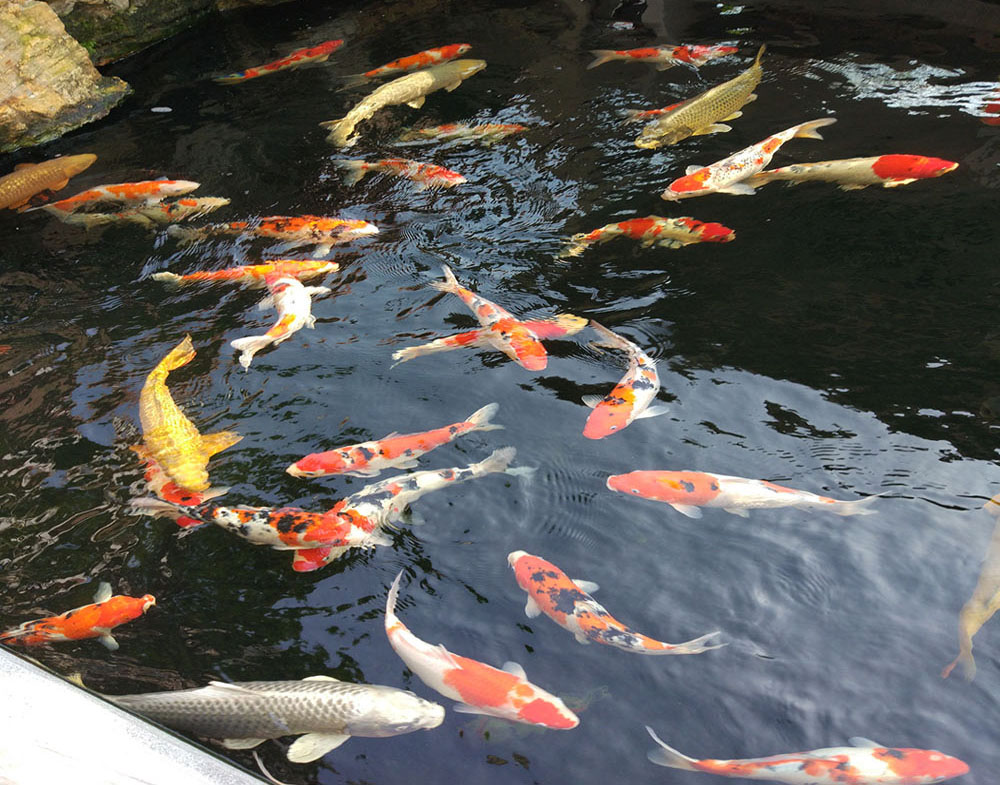 廣州庭院風(fēng)水魚(yú)池設計圖1