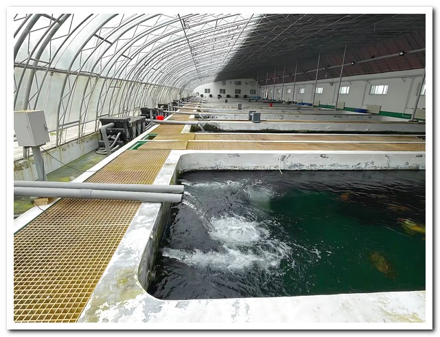 魚(yú)池智能化過(guò)濾設備：智能水質(zhì)管理